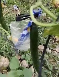 天河东圃吃瓜事件视频,一场引发热议的街头冲突瞬间