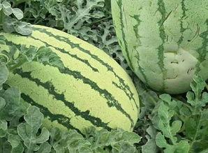 吃瓜花样视频大全,视频大全带你领略美食世界