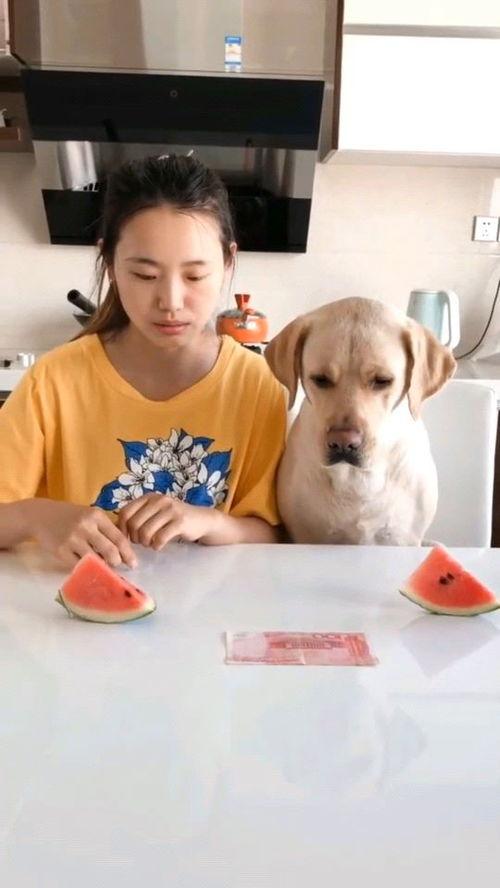 吃瓜比赛热门视频,盘点吃瓜比赛热门视频，谁才是瓜王？