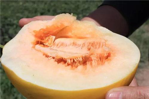 不露脸吃蜜瓜视频大全下载,不露脸吃蜜瓜视频大全下载攻略