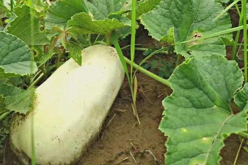 旬阳吃瓜事件真相视频,揭秘真相背后的惊人内幕