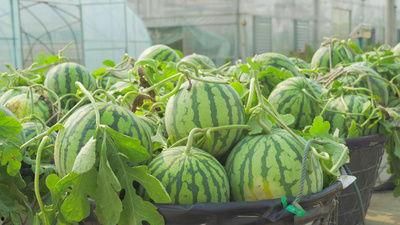 常熟市吃瓜视频,揭秘当地美食文化盛宴