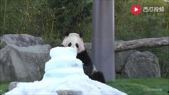熊猫吃竹子瓜视频,萌态可掬的食竹瞬间