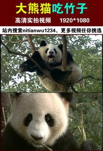 熊猫吃竹子瓜视频,萌态可掬的食竹瞬间