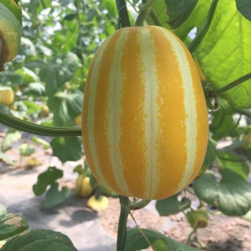 吃瓜视频素材库在哪,海量素材，轻松打造热门短视频