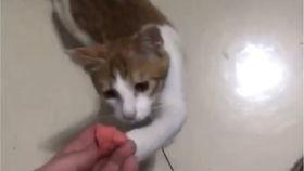 带你吃瓜猫猫搞笑视频在线观看,猫猫搞笑视频，吃瓜猫猫欢乐无限