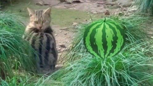 带你吃瓜猫猫搞笑视频在线观看,猫猫搞笑视频，吃瓜猫猫欢乐无限