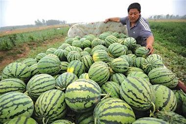 卖瓜吃瓜现场视频素材大全,卖瓜吃瓜现场视频素材大盘点