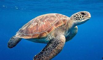 海龟吃哈密瓜视频,一场意外的美味邂逅