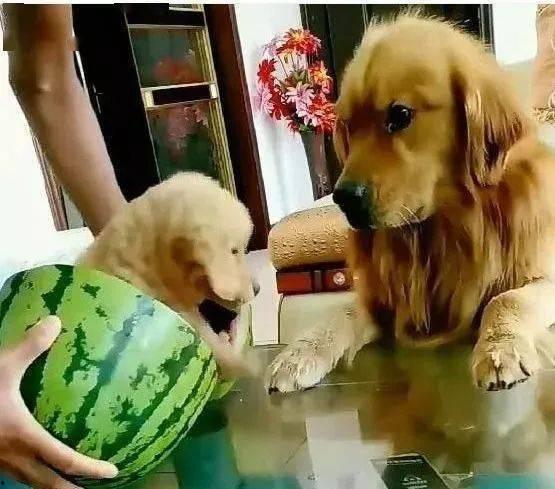 金毛吃西瓜切瓜视频播放