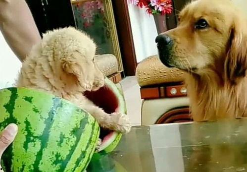 金毛吃西瓜切瓜视频播放