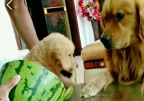 金毛吃西瓜切瓜视频播放