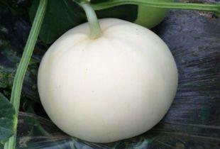 韩小浪吃梨瓜视频大全,趣味横生的美食探险之旅