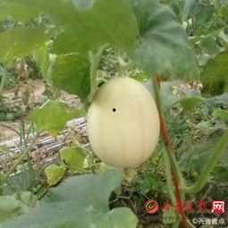 韩小浪吃梨瓜视频大全,趣味横生的美食探险之旅