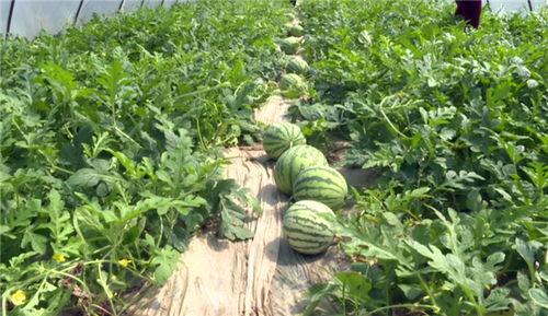 温岭最新吃瓜事件视频,视频揭秘惊人真相