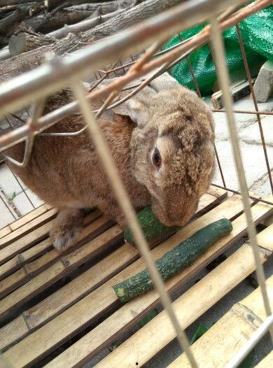 兔子吃小瓜视频,萌宠美食瞬间