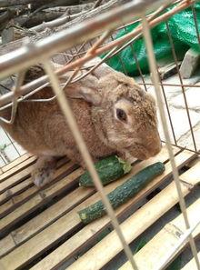 兔子吃小瓜视频,萌宠美食瞬间