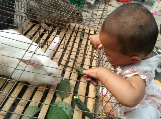 兔子吃小瓜视频,萌宠美食瞬间