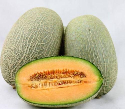 吃哈密瓜小妞视频大全下载