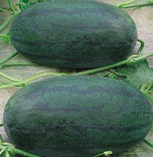 山东旅游吃瓜视频大全,吃瓜视频大全精选集