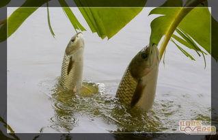 瓜叶鱼会吃吗有毒吗视频,揭秘其是否有毒