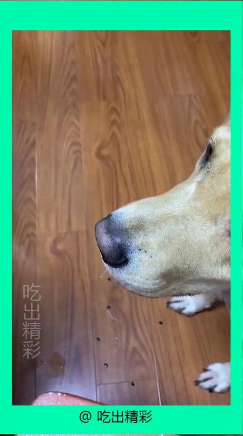 小狗吃瓜吐籽视频,小狗吃瓜吐籽萌态十足