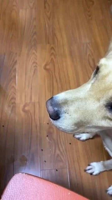 小狗吃瓜吐籽视频,小狗吃瓜吐籽萌态十足