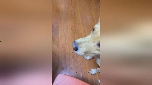 小狗吃瓜吐籽视频,小狗吃瓜吐籽萌态十足