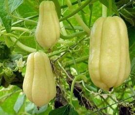 明星吃咸佛手瓜视频,明星大厨教你轻松制作咸佛手瓜美味佳肴