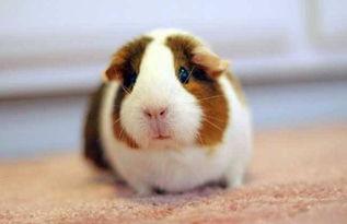 荷兰猪吃洋瓜好吗视频教程,营养美味两不误