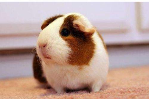 荷兰猪吃洋瓜好吗视频教程,营养美味两不误