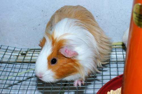 荷兰猪吃洋瓜好吗视频教程,营养美味两不误