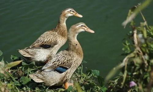 呆瓜在公园里吃鸭子视频,萌态十足引围观