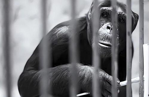 女人吃瓜变成猿猴视频在线观看,惊悚视频引发热议，在线观看揭秘神秘现象