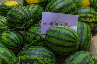 怎么发那种吃瓜的视频,轻松吸引观众眼球