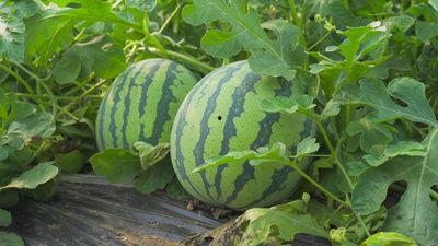 吃瓜相关视频素材网站