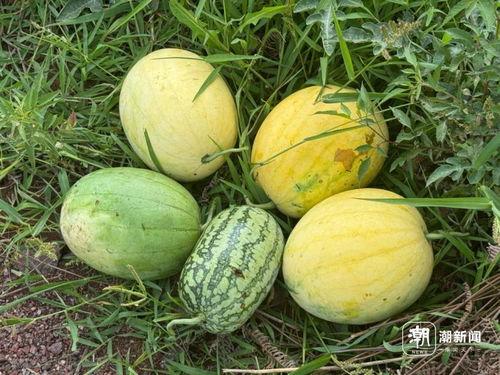 丽水今日吃瓜事件视频播放,网络热议背后的真相揭秘