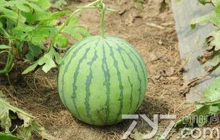 吃瓜视频看不了怎么办,吃瓜受阻？揭秘无法观看吃瓜视频的解决方案