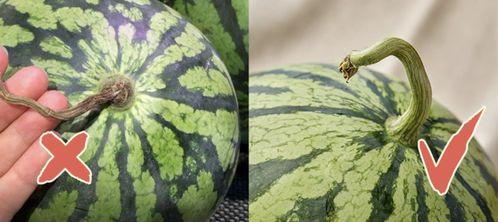 香港吃瓜视频大全,揭秘港式生活趣味瞬间