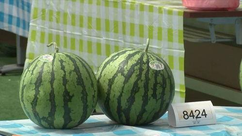 嘉兴跳舞吃瓜视频,吃瓜群众围观狂欢