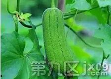 嘉兴跳舞吃瓜视频,吃瓜群众围观狂欢