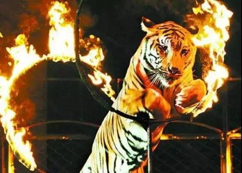 马戏团老虎吃瓜视频,惊险瞬间！马戏团老虎吃瓜视频引网友热议