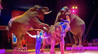 马戏团老虎吃瓜视频,惊险瞬间！马戏团老虎吃瓜视频引网友热议