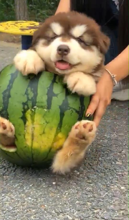 狗和主人吃瓜的视频下载,狗狗与主人共享美味瓜果欢乐时光