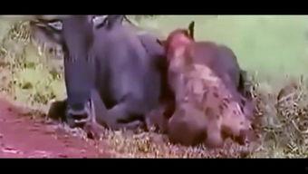 吃货蝙蝠侠吃瓜视频,吃瓜视频爆笑全场！