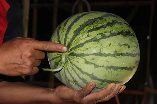 延津吃瓜群众挑西瓜视频,延津瓜农教你如何一眼挑出最甜西瓜