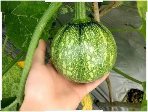 白瓜没有熟放两天可以吃吗视频,能否安全食用？