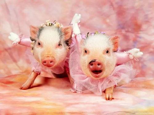 小猪吃瓜助眠视频播放,轻松入睡的神奇视频