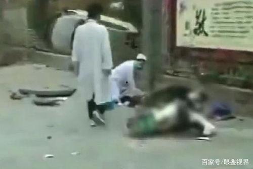 广西夫妇吃瓜事件视频,一场意外的“瓜界”风波