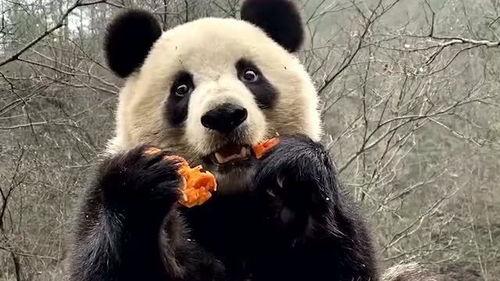 吃瓜熊猫的视频,揭秘娱乐圈幕后故事